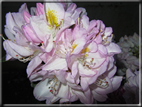foto Fiori